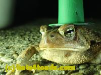/home//u458753944/public_html/sourcegallery////////////////////////Roxborough Toad Detour/2013-2019/2017/P3250658.JPG